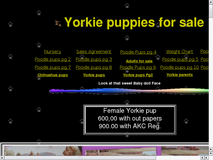 www.lilyorkies.net