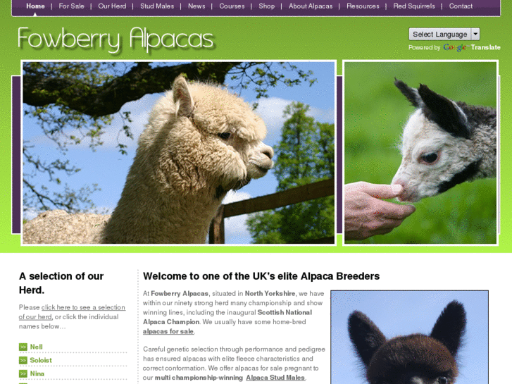 www.fowberry-alpacas.com