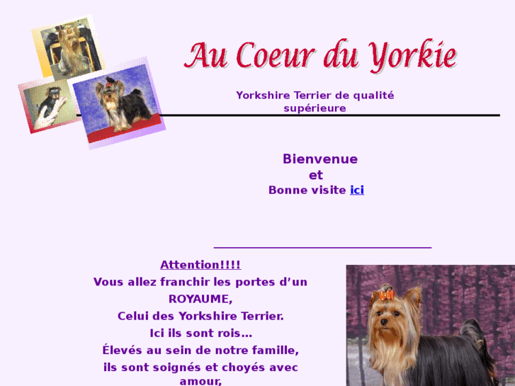 www.aucoeurduyorkie.com