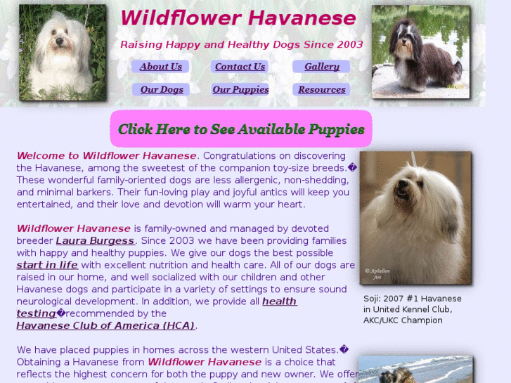 www.wildflowerhavanese.com