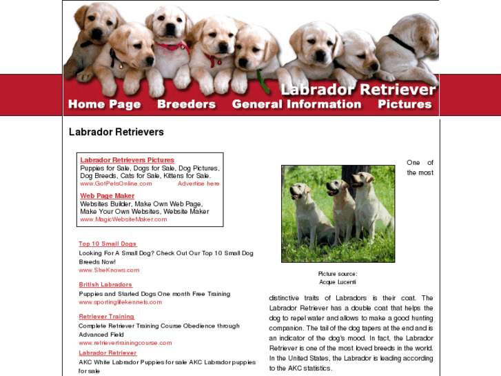 www.labrador-retriever-dogs.com