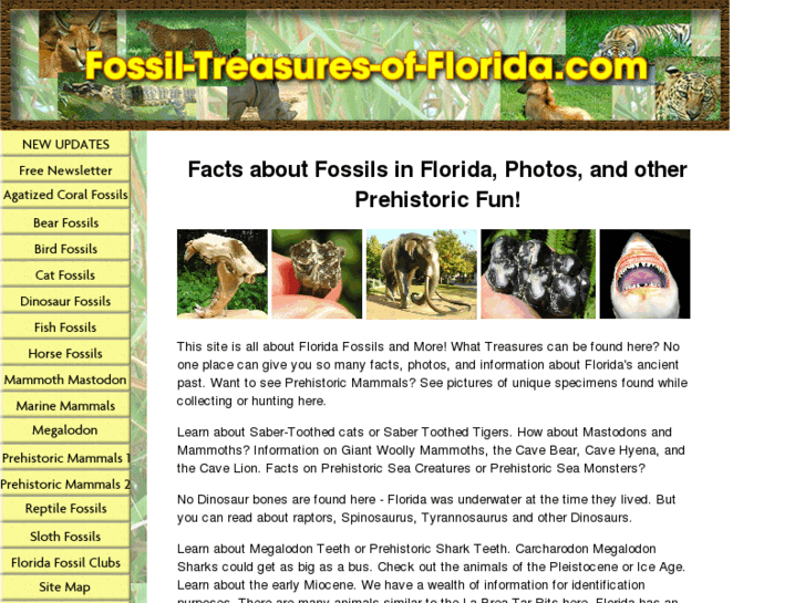 www.fossil-treasures-of-florida.com