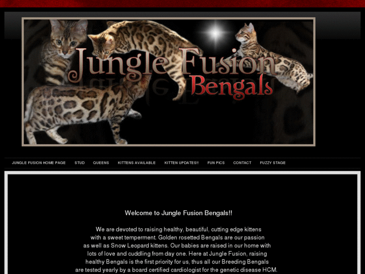 www.junglefusionbengals.com