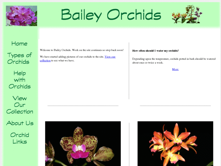 www.baileyorchids.com