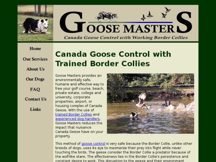 www.goose-dog.com