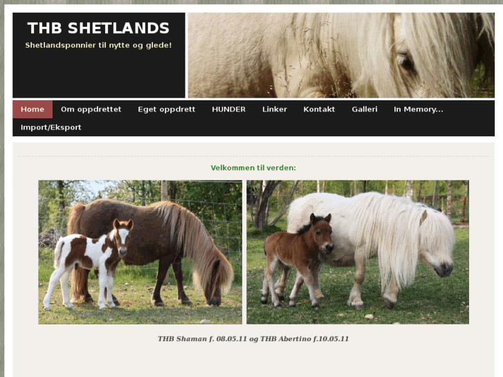 www.thbshetland.com