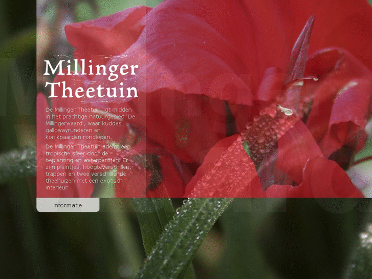 www.millingertheetuin.nl