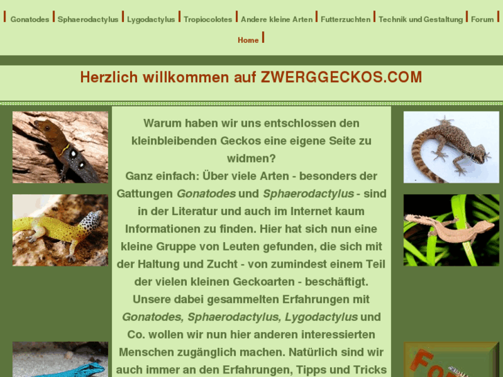 www.zwerggeckos.com