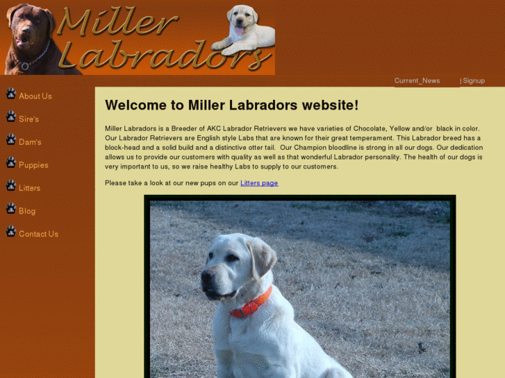 www.millerlabradors.com