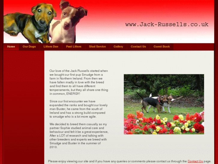 www.jack-russells.co.uk