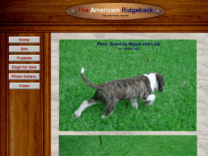 www.theamericanridgeback.com