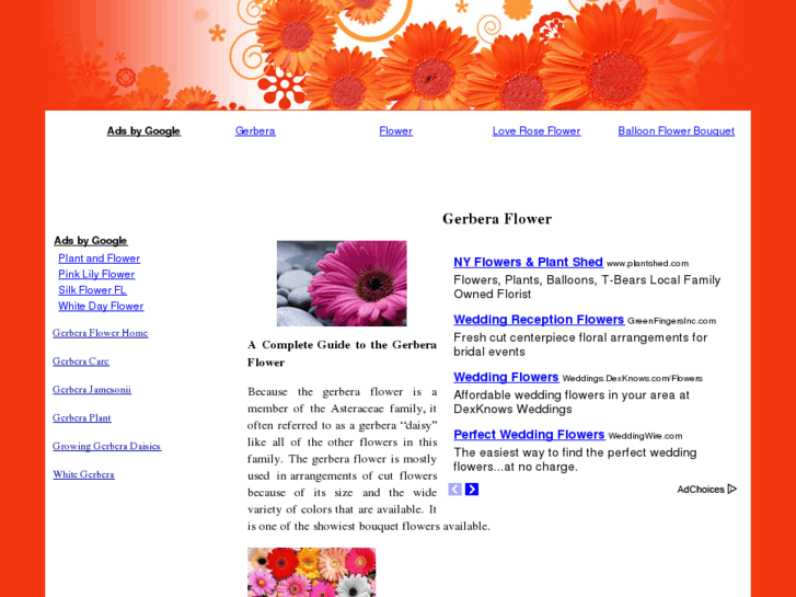 www.gerberaflower.net