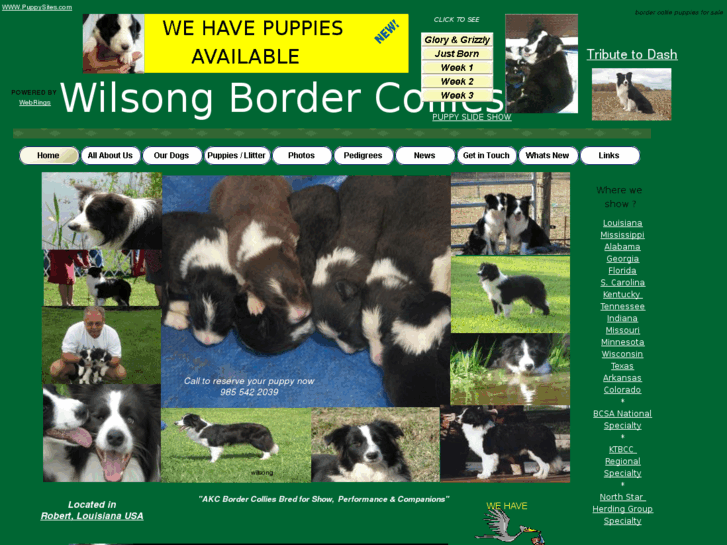 www.wilsongbordercollies.com