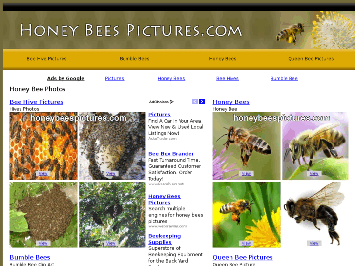 www.honeybeespictures.com