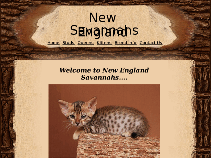 www.newenglandsavannahs.com