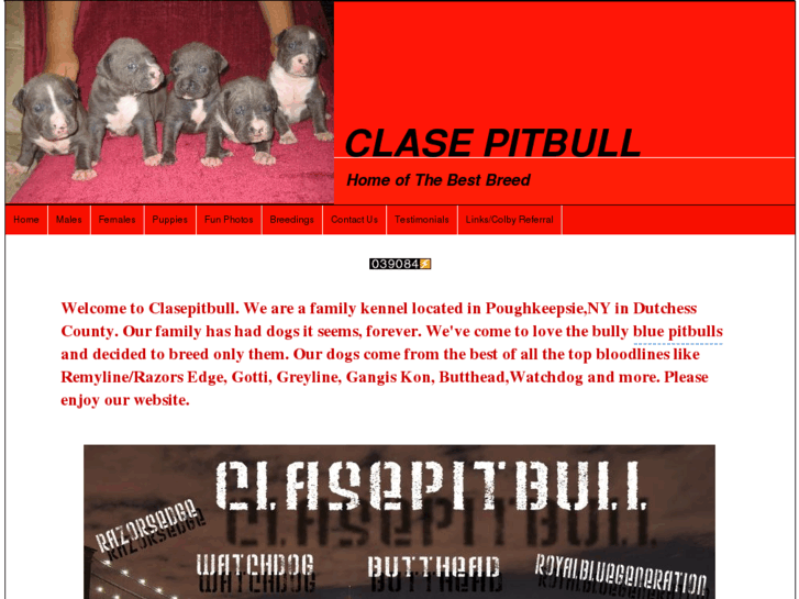 www.clasepitbull.com