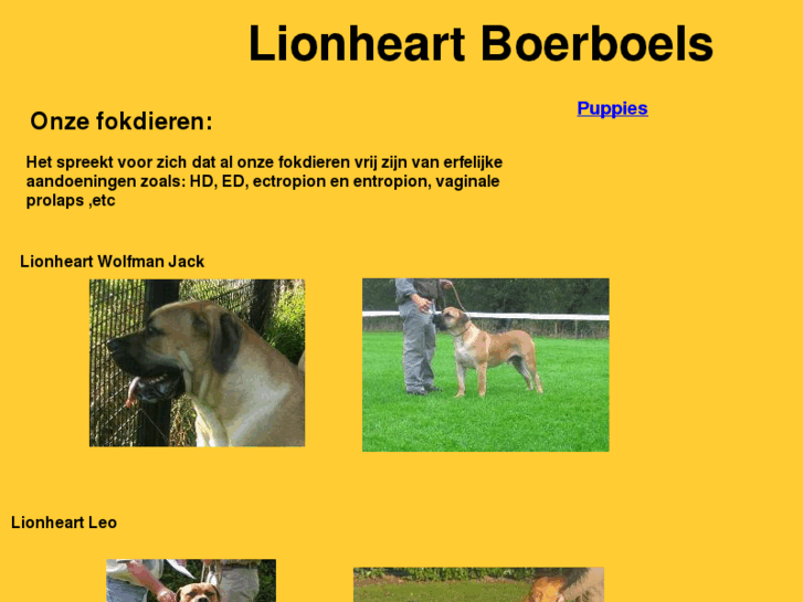 www.lionheart-boerboels.com