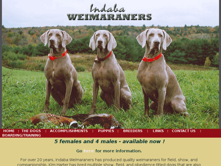 www.indabaweimaraners.com