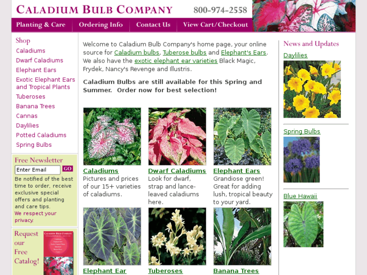 www.caladiumbulbs.com