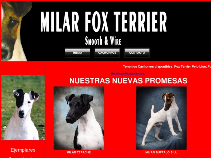 www.cachorrosfoxterrier.com