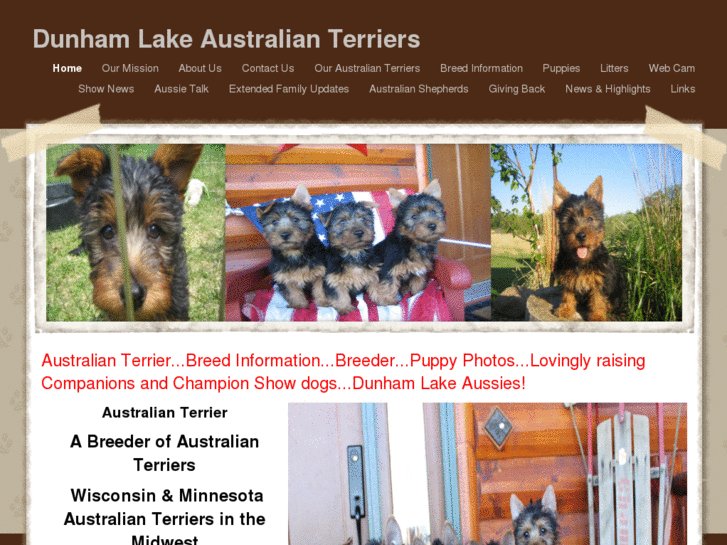 www.australianterrierbreed.info