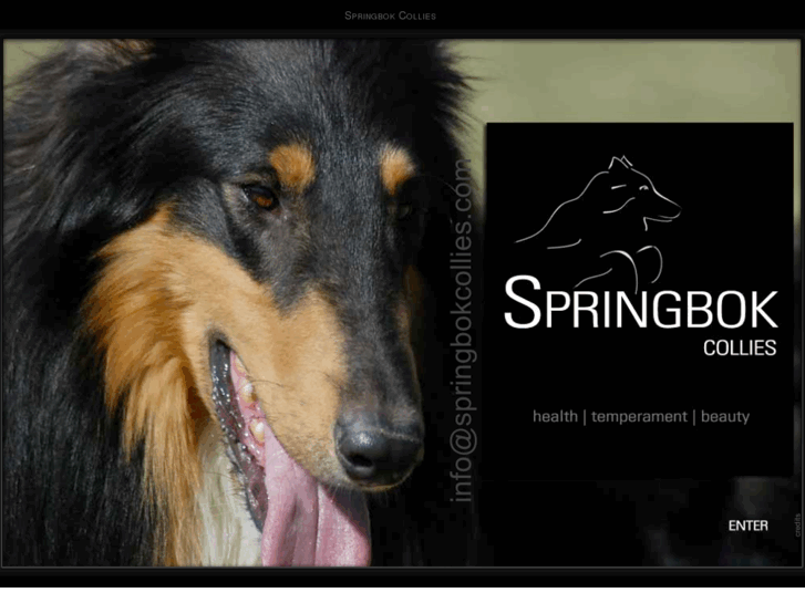 www.springbokcollies.com