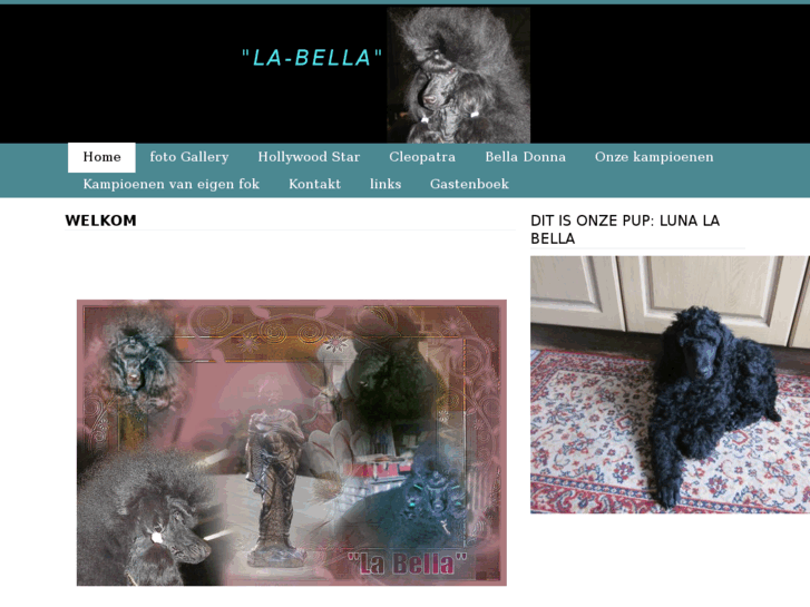 www.poedelkennel-labella.com