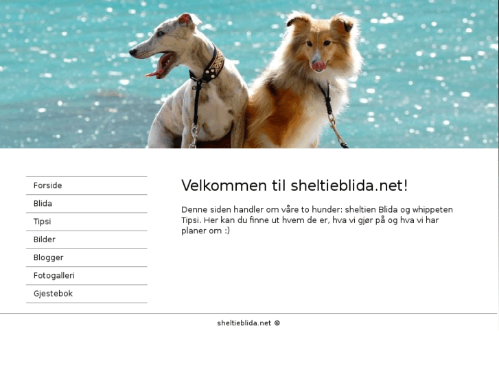 www.sheltieblida.net