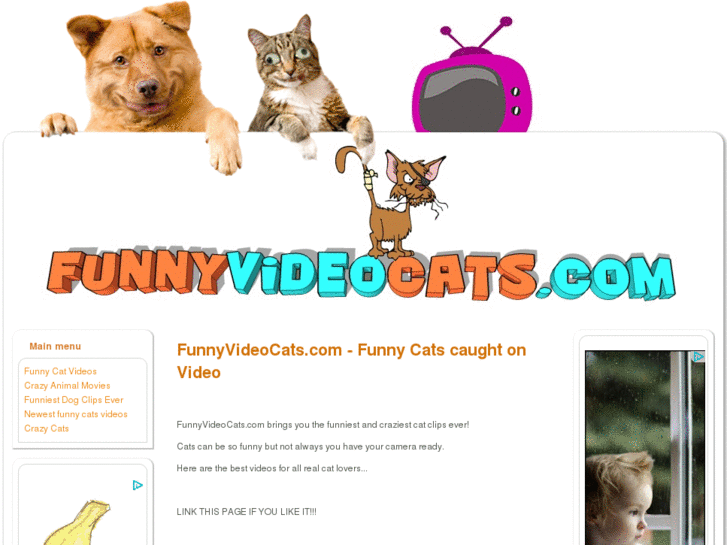 www.funnyvideocats.com