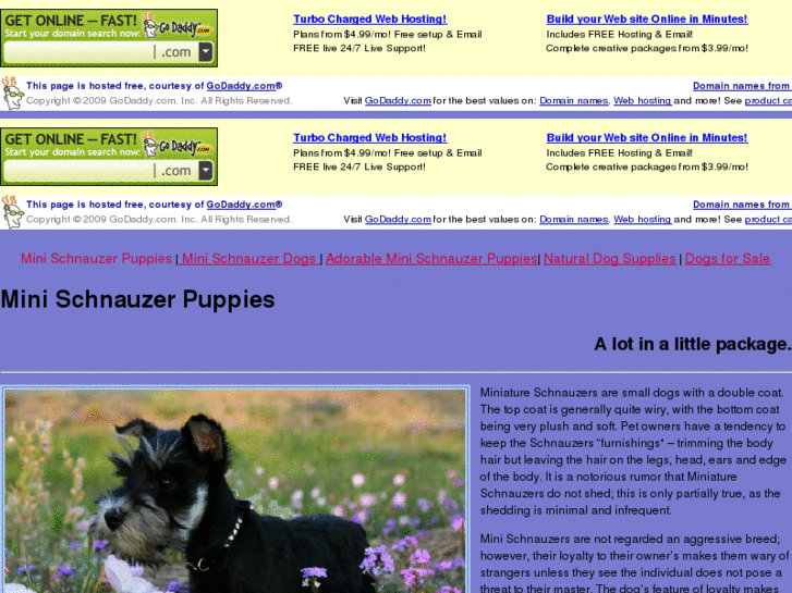 www.minischnauzerpuppies.net