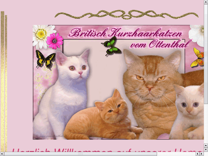 www.britischkurzhaarkatzen.com