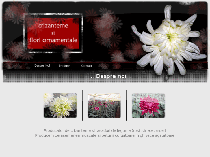 www.crizanteme.com