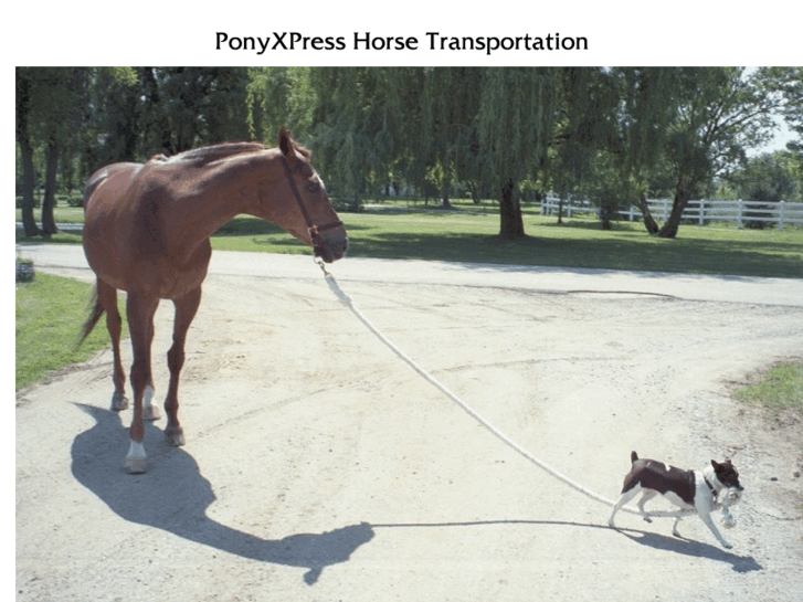 www.ponyx.com