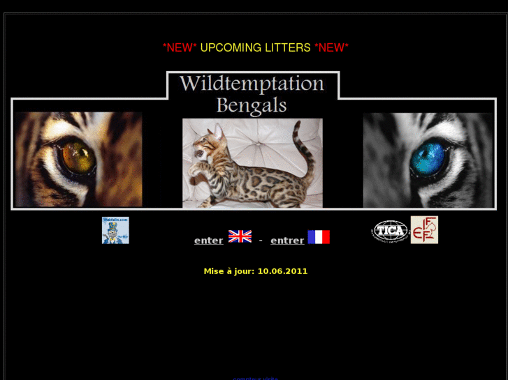 www.wildtemptationbengals.com