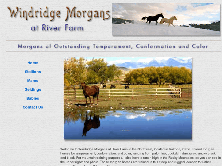 www.windridgemorgans.com