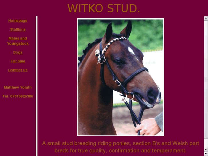 www.witkostud.com