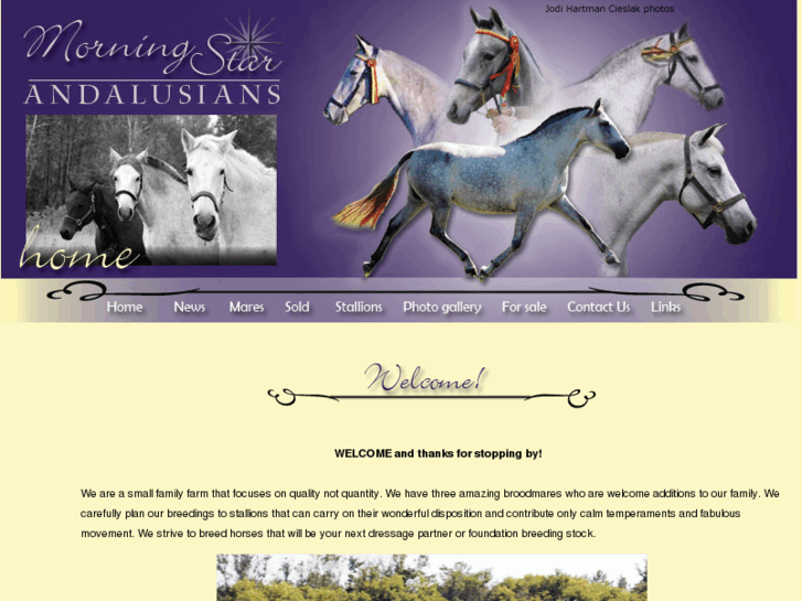 www.morningstarandalusians.com