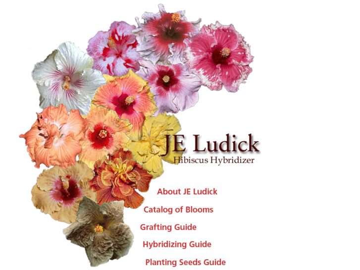 www.joeludick.com