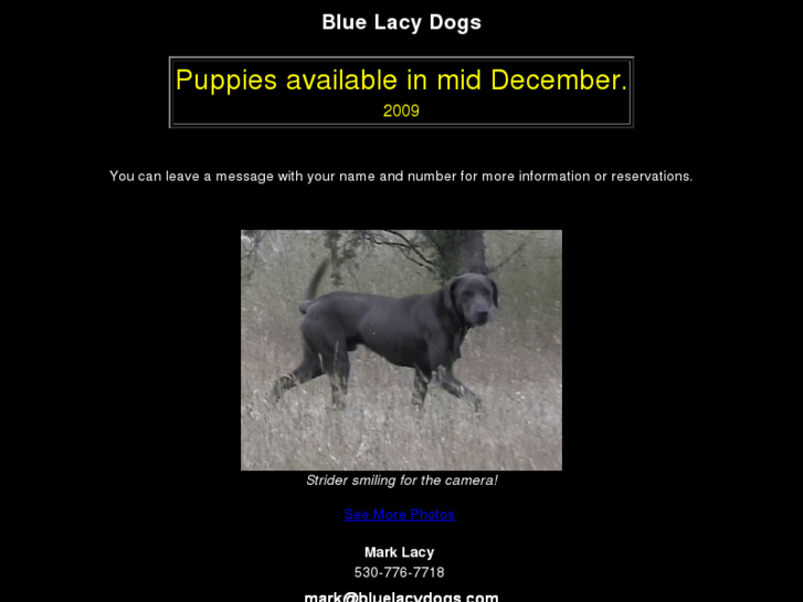 www.bluelacydogs.com