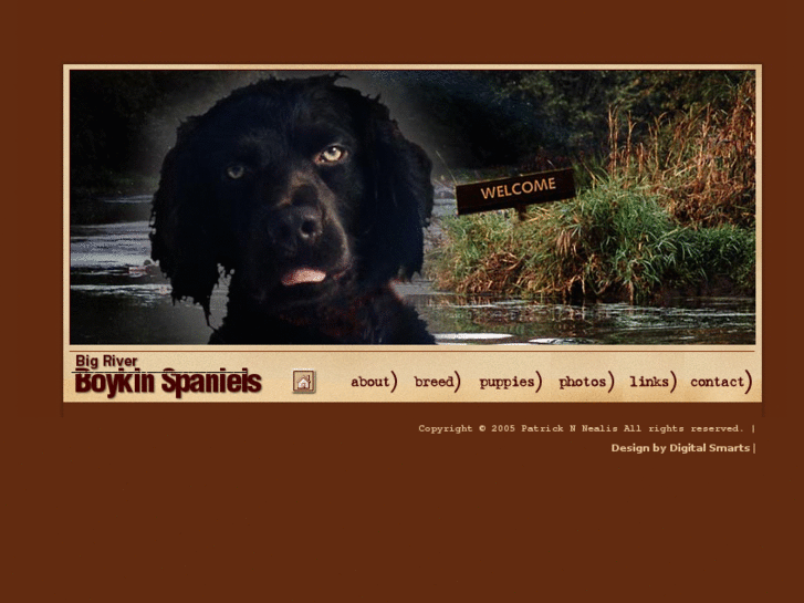 www.boykinspaniels.net