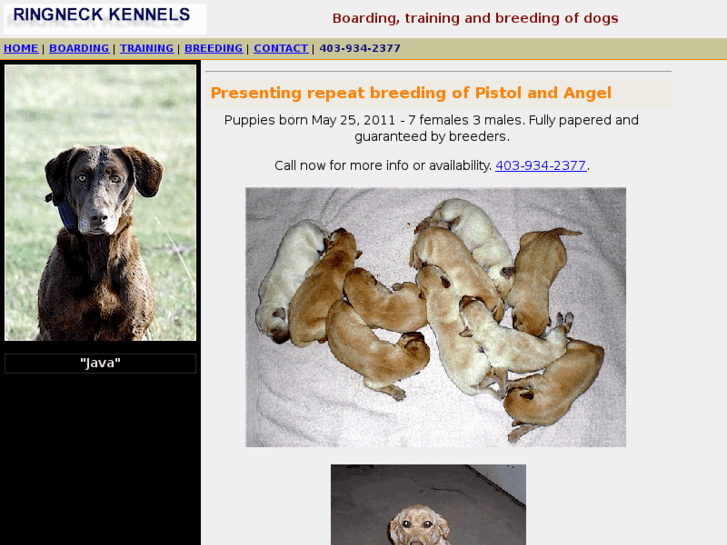 www.ringneckkennels.com