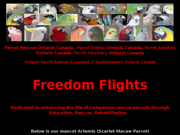 www.freedomflightsparrotrescue.ca