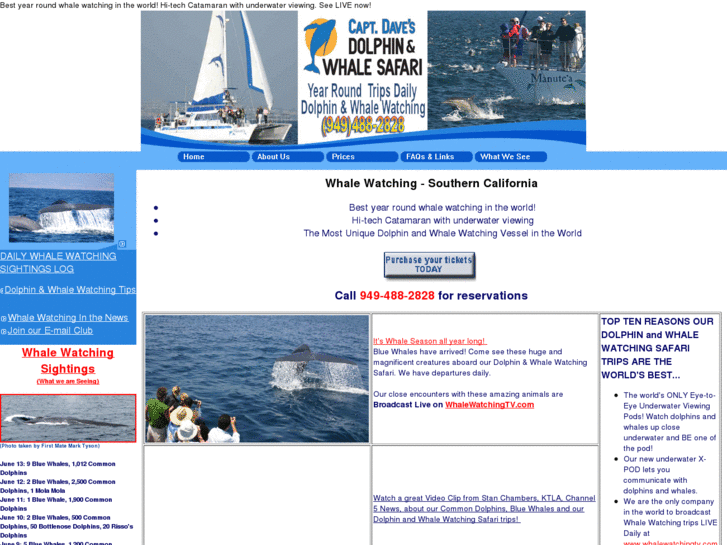www.allthingsdolphin.com