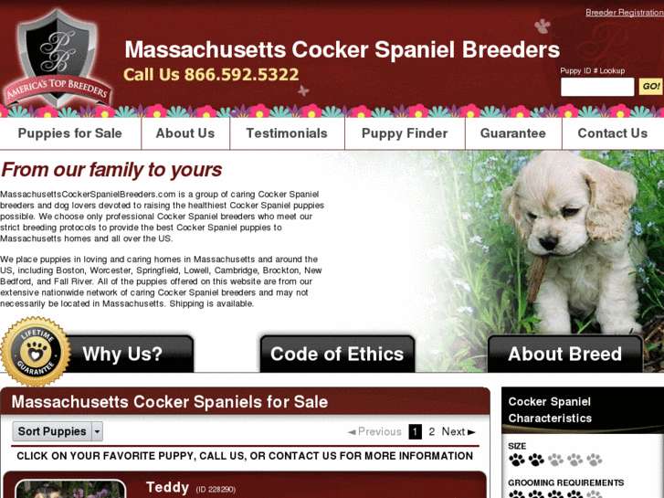 www.massachusettscockerspanielbreeders.com