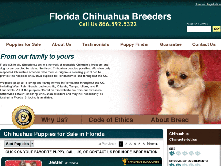 www.floridachihuahuabreeders.com