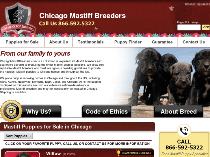 www.chicagomastiffbreeders.com