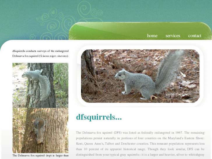 www.dfsquirrels.com