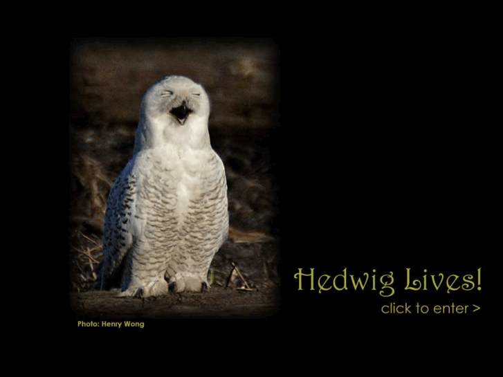 www.hedwiglives.com