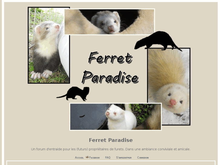 www.ferret-paradise.com