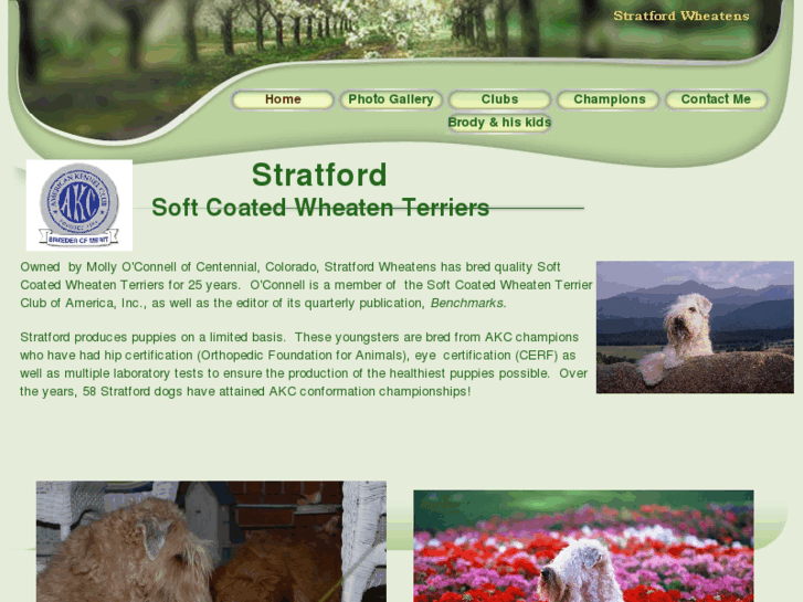 www.wheatenterriersatstratford.com